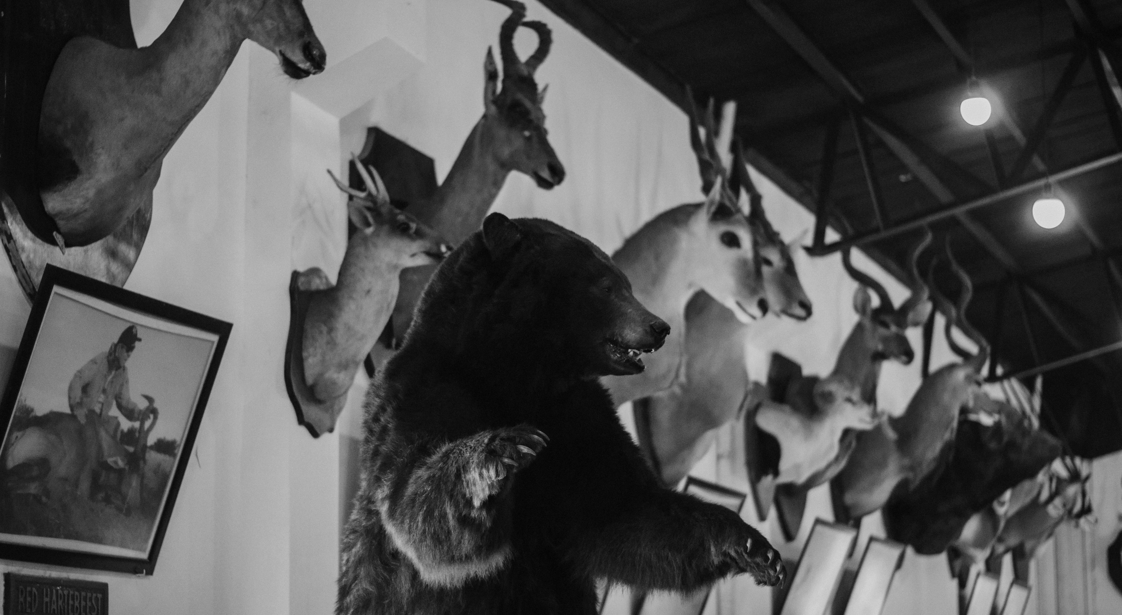 The Cultural Relationship Between Taxidermy and Goth