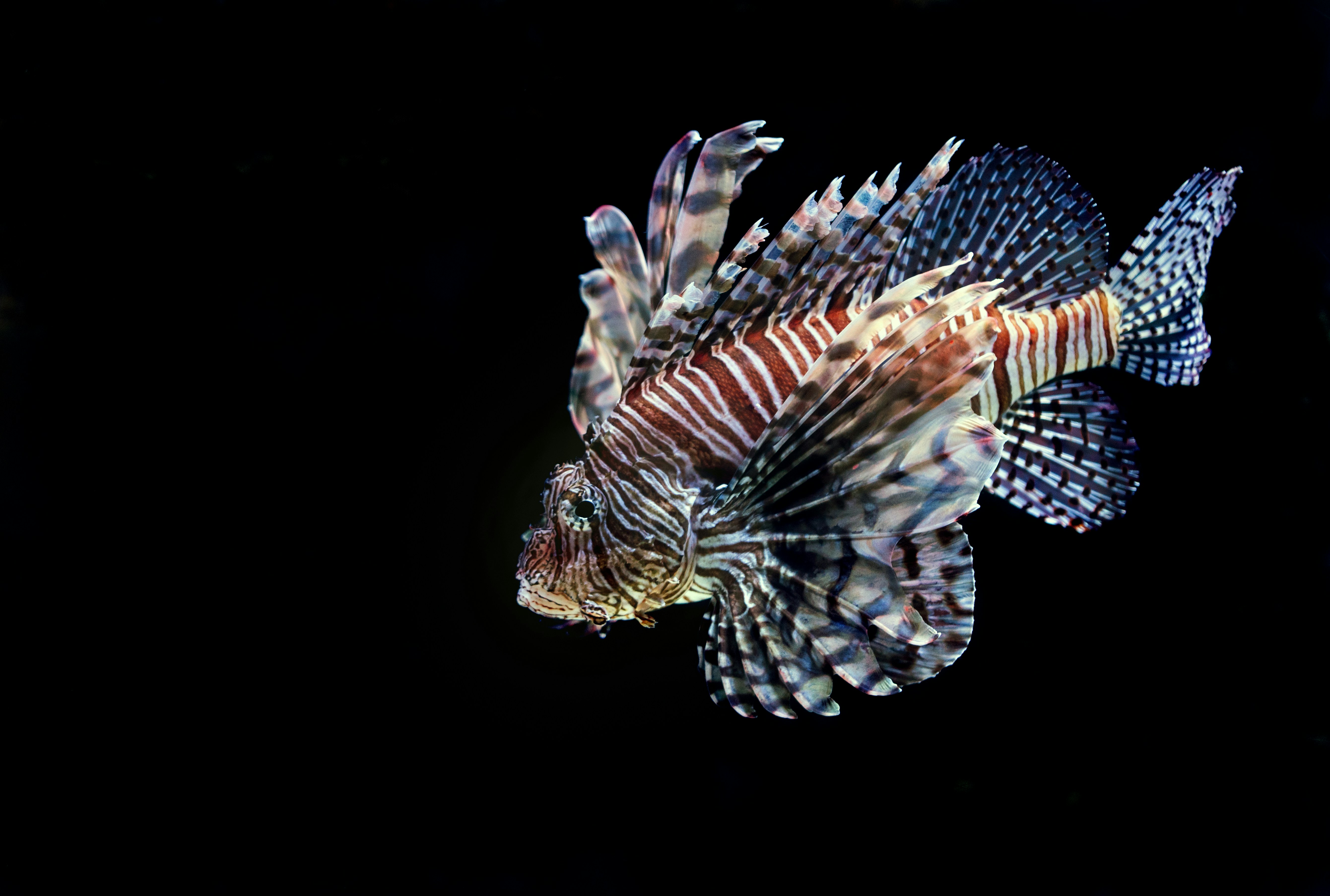 Zebrafish